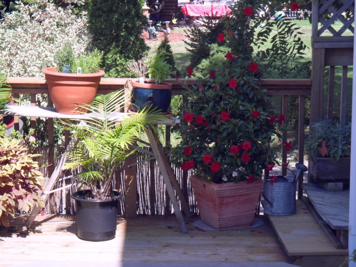 Homestead House B&B Hamilton Buitenkant foto
